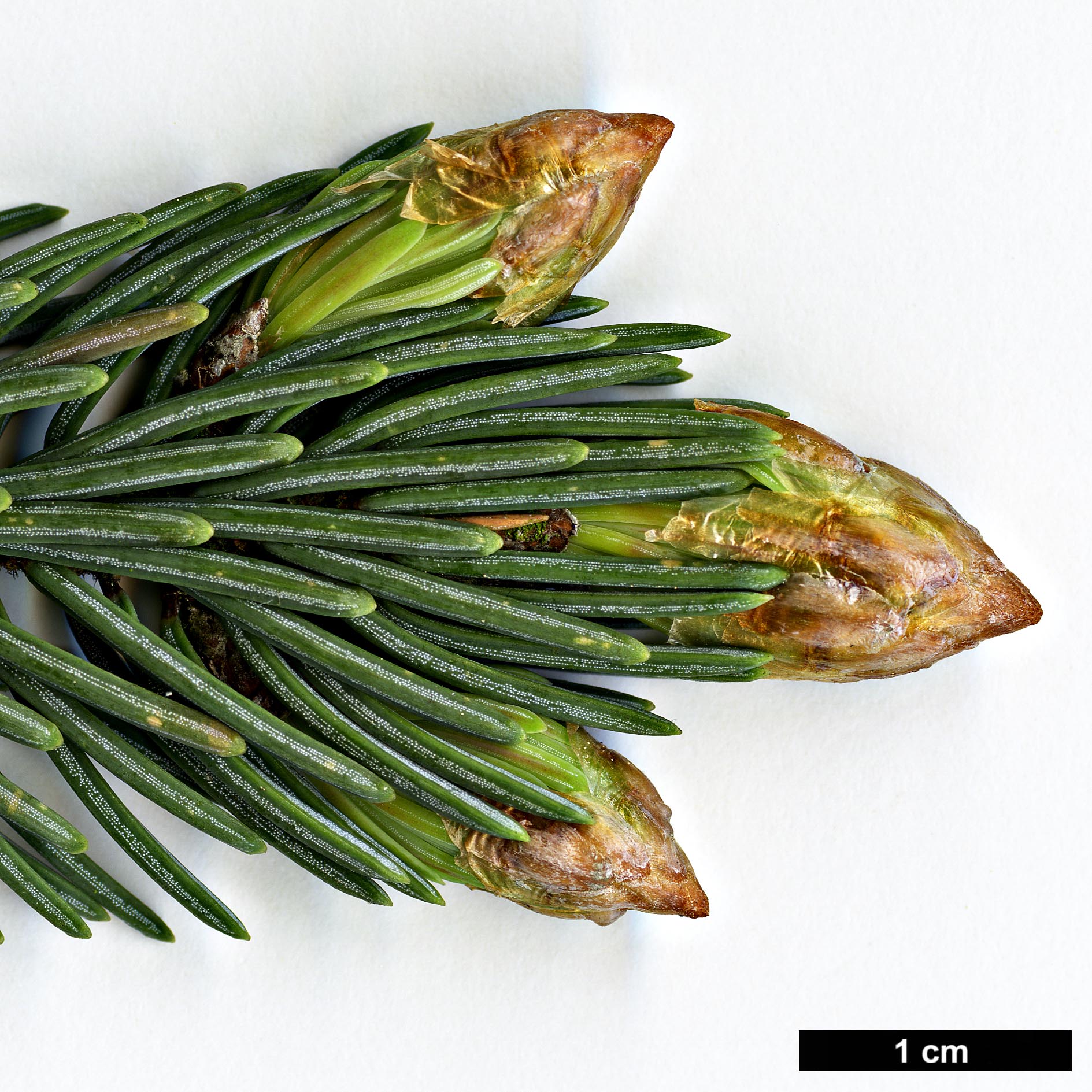 High resolution image: Family: Pinaceae - Genus: Picea - Taxon: likiangensis - SpeciesSub: var. rubescens High resolution image: Family: Pinaceae - Genus: Picea - Taxon: likiangensis - SpeciesSub: var. rubescens